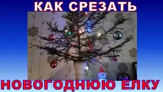 Как срезать новогоднюю ёлку и не навредить лесу.