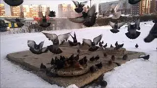 2019-01-16 Winter day, −16 ° C. Bratsk, Siberia, Russia