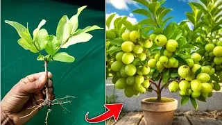 Graft technique grow guava tree from cutting full success