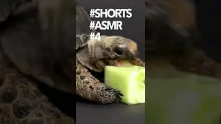 ASMR #4 Baby Giant Tortoise / Turtle Eating Cucumber | 4K #shorts #asmr #new #love #funny #subscribe