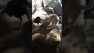 Степан и Найда