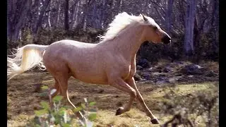 Bytes - The Silver Brumby