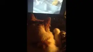 Our Cat loves You Tube Videos!!😻