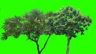 Green screen effect tree best