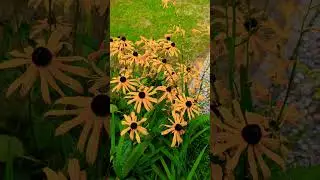 #nature #frogs #flowers #echinacea