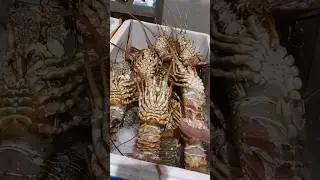 DUBAI FISH MARKET