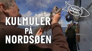 KULMULE FRA KUTTER // FANGSTGARANTI