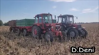 [2023] Napraforgó Aratás {Mtz-82 Turbó & Belarus 820.2 Turbó} *D.Deni*