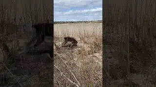 Работа дратхаара😅