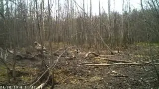 Беркут