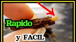 🌱Como germinar semilla de Flamboyan (Delonix regia)  🔥 ó framboayan