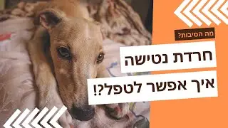 ?!חרדת נטישה אצל כלבים- מה הסיבות ואיך אפשר לטפל
