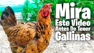 You Must Watch This Video Before You Get Chickens