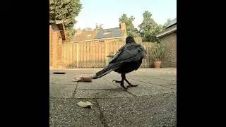Что это такое? Как это есть?)) #crow #ворона #животные