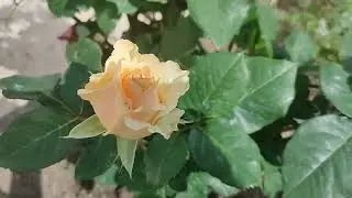 Цветение пионов! Начали свое цветение розы! Стихия поломала фруктовые деревья!!!