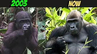 Zoo-Born Gorilla Becomes Wild Alpha: Ima's Incredible Journey