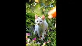 Котики фотомодели 2 0