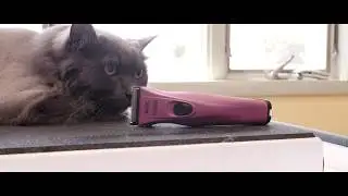 WAHL Creativa Cat Grooming Video