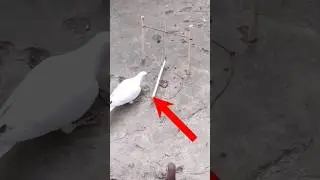 Wow Amazing Pigeon Bird Trap. #shortvideo #birds #animaltrap