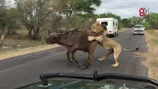 Lions Attack Buffalo Meters From Tourists