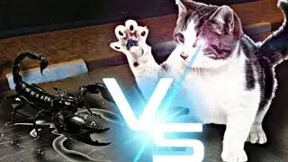Cat vs scorpion (cat versus scorpion)