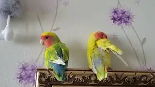 Birds Preening