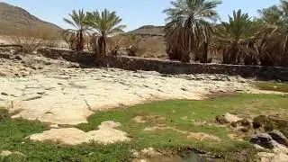 Frogs in Wadi Khadrah spring, video by Abdul Wali