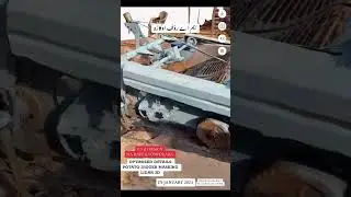 Potato Digger