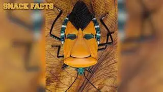 Bugs with Human Face on its Back