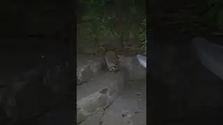 Енотики!)