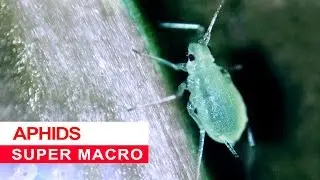 Aphids - Super Macro with Smartphones - 4K video