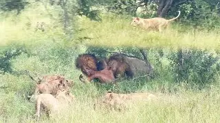 Old LEOPARD kills only for LIONS to steal 🐆 🦁