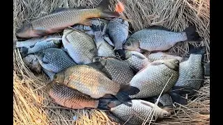 Catching crucian carp on a spider lift