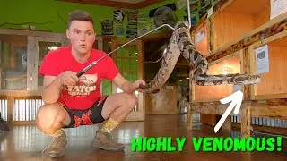 The Timber Rattlesnake! All about New England's only Rattlesnake Species! (Animal Breakdown)