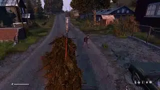 Dayz