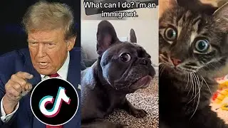dogs and cats reaction to trump's 