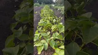 Как обновить семена картофеля!👍👍👍🙋🏻