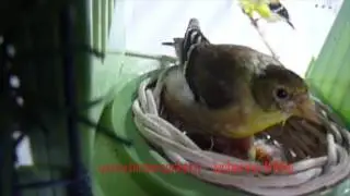 lucherino americano (tristis)
