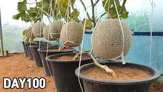 Melon Harvest 2021🍈💖