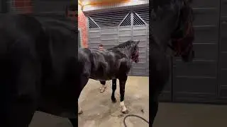 🐴 "Бурак"
