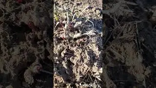 Флоксы очень живучие растения