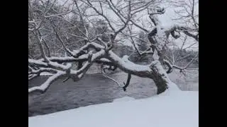 Winter Snowfall Nature View
