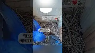 Grasshopper for lunch 🦗🐦 #bluebirds #birds #nature #birdslover #birdnest #nestbox #nest #birdcam