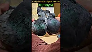 shahjahanpuri pigeon market 16/08/24 | #pigeonmarket #pigeon #kabootar #shortsfeed #shorts