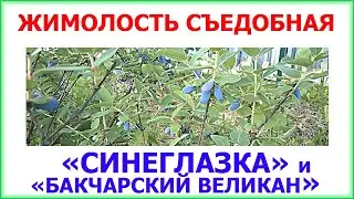 Жимолость 