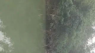 Suara Burung Di Pagi Hari