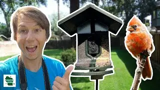 Is Feathersnap Scout the BEST Smart Bird Feeder for Your Backyard?