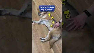 How to tire your dog at home 👀🐶 #shorts
