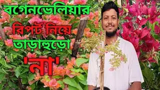 Don't be in a hurry with the Bougainvillea report.