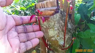 A Relaxing Village MORNING | A walk around Village Wild life
